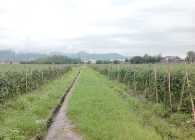 耕地種植新規落地 多類作物獲準種植，樹木與藥材迎來發展機遇