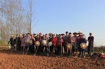 烔煬鎮鳳凰村 栽下核桃樹，收獲致富果