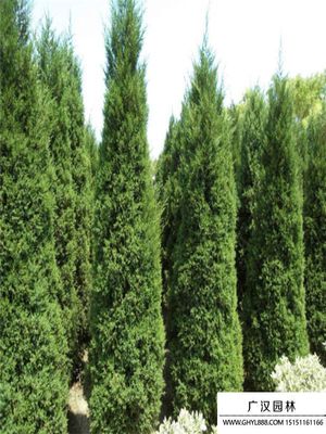 圓柏樹基地 綠色產業的專業化樹木種植與經營