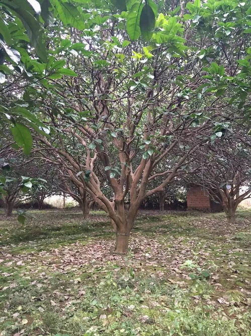 苗友苗木 目光長遠，樹木種植的未來可期