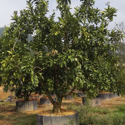 樹木種植——從選擇到管理的全面指南