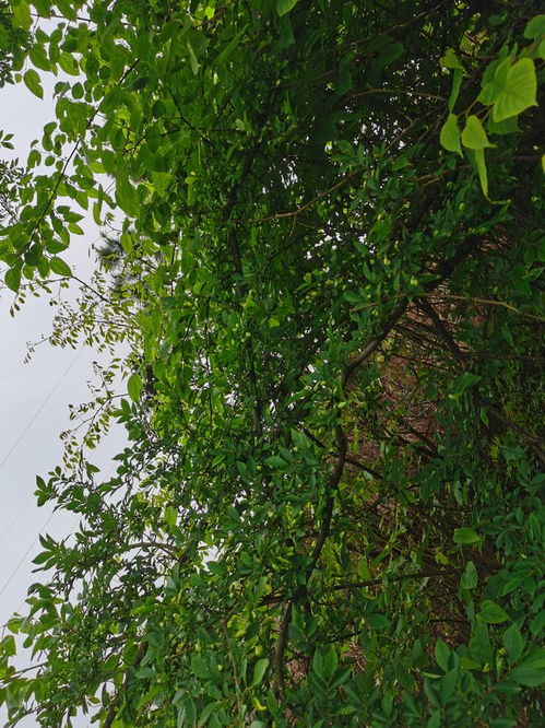 野生樹木的加工價值 種植與可持續利用的機遇