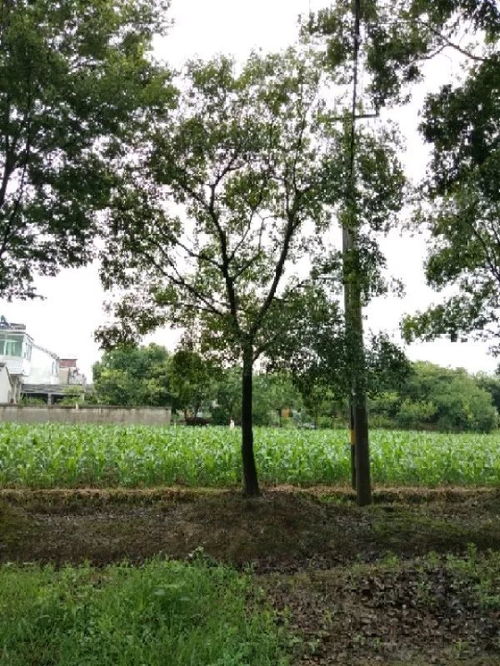 恭喜星創苗木種植園入駐苗木通 江蘇劉星，值得您信賴的樹木種植合作伙伴