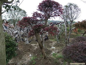 河北省唐山市海成綠化苗木基地 專業苗木種植與綠化服務