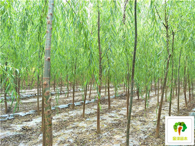 苗木批發(fā)_垂柳產(chǎn)地_苗木行情_(kāi)垂柳
