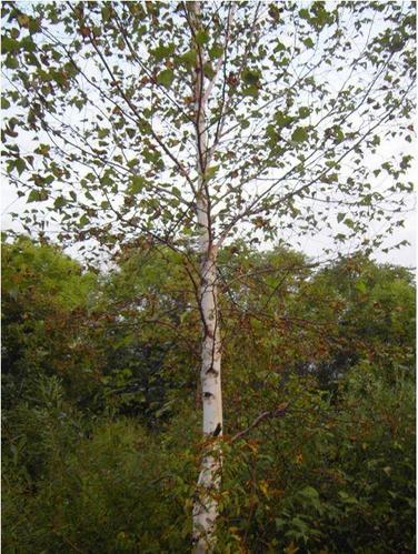 吉林鴻霖苗木綠化