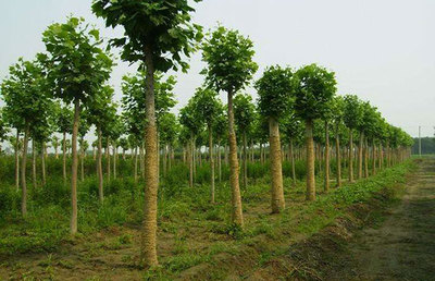 采購(gòu)者必知!影響苗木價(jià)格的因素有哪些?