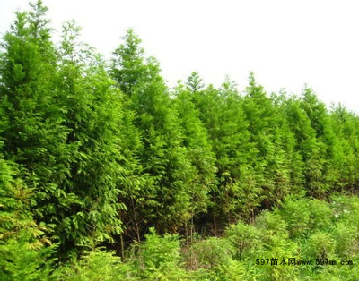 落羽杉圖片|苗木圖庫|597苗木網