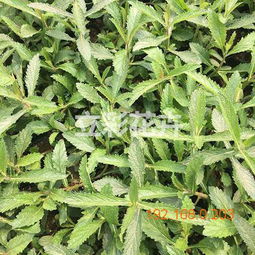 立彩 粉黛亂子草供應商 虞美人批發商 山東馬鞭草, 立彩 粉黛亂子草供應商 虞美人批發商 山東馬鞭草生產廠家