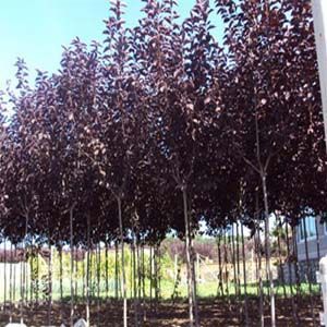 供甘肅連翹花苗和蘭州紫葉稠李苗產(chǎn)品圖片,供甘肅連翹花苗和蘭州紫葉稠李苗產(chǎn)品相冊 - 蘭州興隆樹苗苗木種植廠