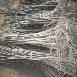 北方電網(wǎng)報(bào)價(jià) 廠家