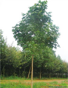 櫸樹的主要價(jià)值