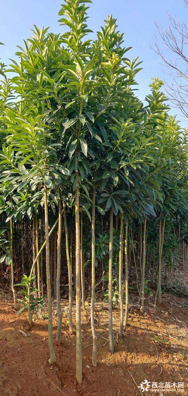 2-3公分棱角山礬小苗_供應產品_江西九江綠景二號園林