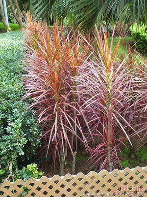 【室內綠化觀賞植物馬尾鐵、自產自銷】綠化苗木,價格,廠家,供應商,花木,龍海市東泗興輝園藝場 - 產品庫