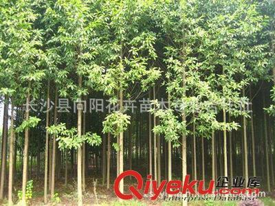 喬木-湖南向陽花木合作社供10公分優(yōu)質(zhì)樂昌含笑-長沙縣向陽花卉苗木專業(yè)合作社提供喬木-湖南向陽花木合作社供10公分優(yōu)質(zhì)樂昌含笑的相關(guān)介紹、產(chǎn)品、服務(wù)、圖片、價格長沙縣向陽花卉苗木專業(yè)合作社、香樟;桂花;廣玉蘭;樂昌含笑;羅漢松;欒樹;石榴;紅楓;杜英;櫻花;雪松;楊梅;杜鵑;金森女貞;香泡;金葉女貞;欏木石楠;紅桎木古樁;紅花繼木;十大功勞