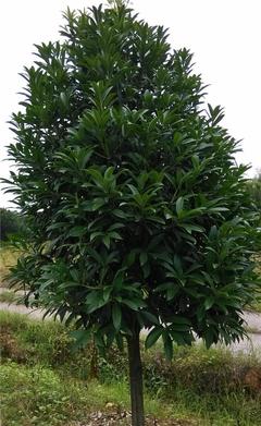 【【?？诿缙浴烤G化苗菱角三環(huán) 道路綠化苗木綠化苗木基地】價格_廠家_圖片