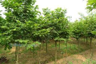 供應(yīng)白玉蘭,河南苗木信息,白玉蘭信息,潢川白玉蘭,哪里有白玉蘭_農(nóng)副產(chǎn)品_世界工廠網(wǎng)中國產(chǎn)品信息庫