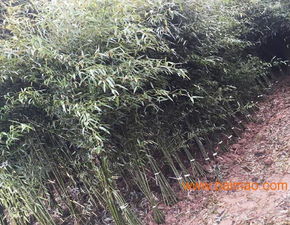 南天竹種植基地 山東青州綠化南天竹 潤澤竹子園藝,南天竹種植基地 山東青州綠化南天竹 潤澤竹子園藝生產廠家,南天竹種植基地 山東青州綠化南天竹 潤澤竹子園藝價格