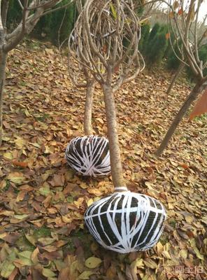 【泰安低價供應垂絲海棠海棠價格綠化苗基地有苗廠家直銷】泰安市泰山區(qū)青聯苗木種植農民專業(yè)合作社 - 產品庫