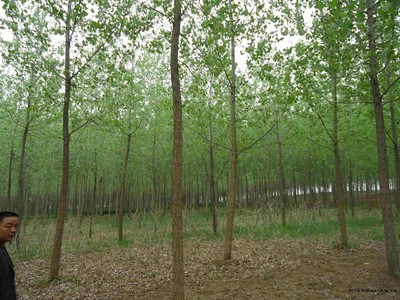 意楊圖片|苗木|苗木圖庫|597苗木網