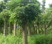 【湖南瀏陽四季紅苗圃苗木蘇鐵】蘇鐵,價格,廠家,供應(yīng)商,花木,瀏陽市柏加鎮(zhèn)四季紅苗圃 - 產(chǎn)品庫