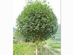 廣西苗木供應上哪買好:園林苗木價位圖片|廣西苗木供應上哪買好:園林苗木價位產品圖片由廣西融通四海貿易公司生產提供-