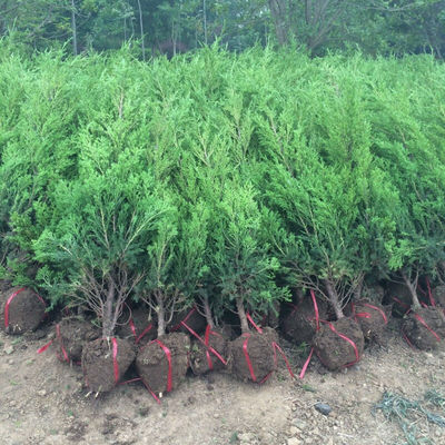 四季青墓地松 掃墓樹苗松樹苗松柏側(cè)柏檜柏柏樹蜀檜塔柏苗1.50米