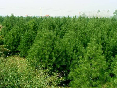 供應(yīng)苗木零售 綠色苗木