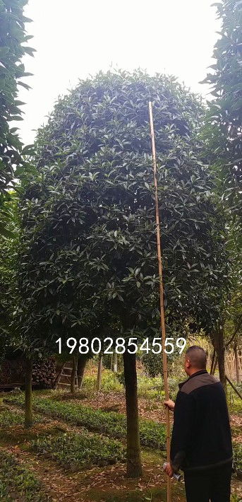 【桂花樹(shù)出售,苗木種植基地批發(fā)】- 