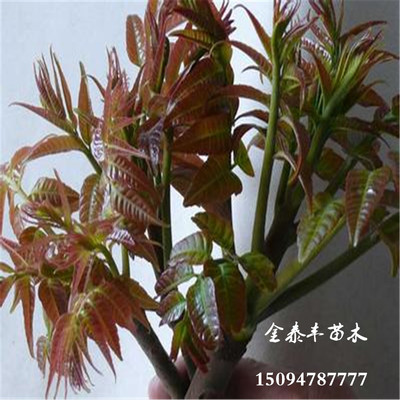 河北5公分香椿苗價(jià)格?5公分大棚香椿苗廠家?圖片|河北5公分香椿苗價(jià)格?5公分大棚香椿苗廠家?產(chǎn)品圖片由泰安金泰豐苗木公司生產(chǎn)提供-