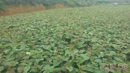 【成都獼猴桃苗純正品種#粗度1公分獼猴桃苗】獼猴桃苗,價(jià)格,廠家,供應(yīng)商,其他農(nóng)業(yè),雅安市名山區(qū)惠農(nóng)苗木種植農(nóng)民專(zhuān)業(yè)合作社 - 產(chǎn)品庫(kù)