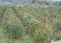 優(yōu)質南方紅豆杉一年至五年生苗木[供應]_綠化苗木_世界工廠網中國產品信息庫