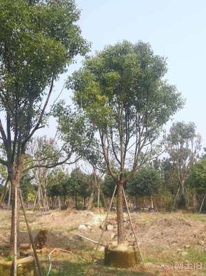 【全冠香樟袋苗供應、種植基地直銷、價格實惠】綠化苗木,價格,廠家,供應商,花木,龍海市東泗興輝園藝場 - 產品庫