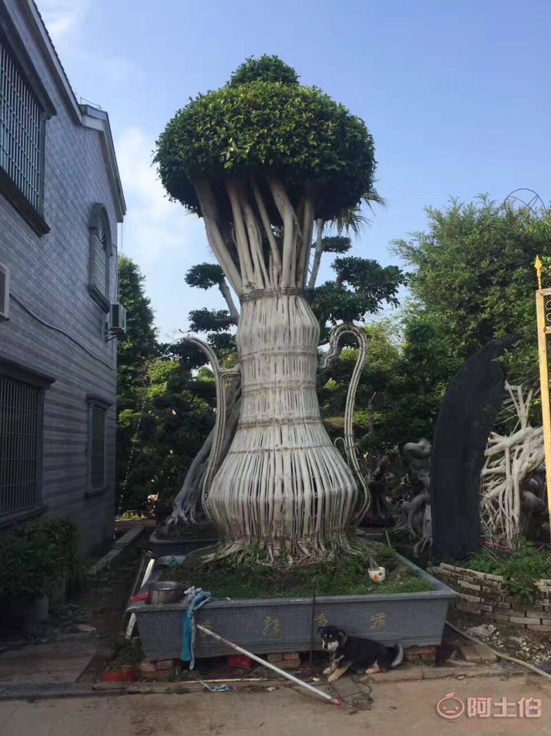 【造型小葉榕供應、基地直轄、造型優(yōu)美】綠化苗木,價格,廠家,供應商,花木,龍海市東泗興輝園藝場 - 產品庫