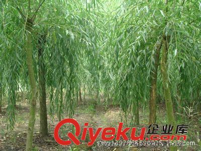 大量黃垂 黃皮垂柳供應 10萬棵垂柳小苗-濟寧御森綠化苗木提供大量黃垂 黃皮垂柳供應 10萬棵垂柳小苗的相關介紹、產品、服務、圖片、價格濟寧御森綠化苗木、國槐;北欒;白蠟;法桐;大葉女貞;皂角;西府海棠;紫葉李;合歡;垂柳