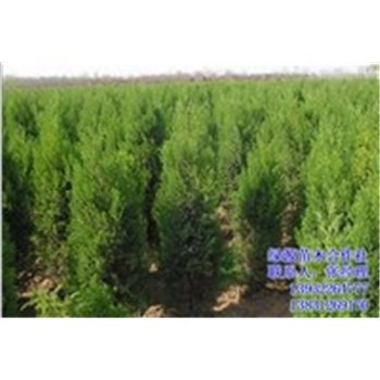 80公分側柏價格|綠源苗木|山西側柏-企匯網