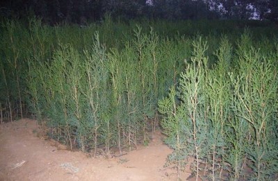 側柏容器苗-沭陽陳東福苗木場(產品圖片)-產品庫-中國花木網