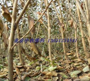 北京出售果樹 批發大櫻桃樹苗 供應果樹苗木_農副產品_世界工廠網