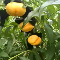 春雪桃樹成品苗報價 新聞咨詢 春艷桃樹嫁接苗