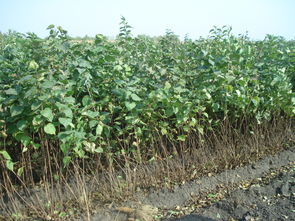 臨沂市進口野菊花種子怎么賣