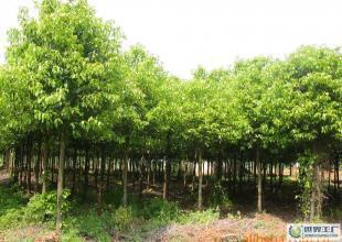 湖南綠化苗木--專業(yè)土球.香樟.羅漢松.紅花繼木.樂(lè)昌含笑_農(nóng)副產(chǎn)品_世界工廠網(wǎng)中國(guó)產(chǎn)品信息庫(kù)