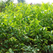 簡(jiǎn)陽(yáng)市和映林果苗木專業(yè)合作社