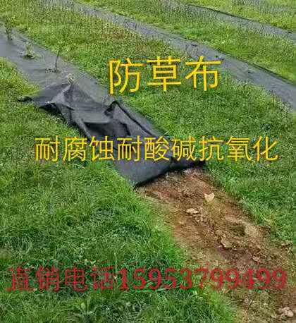 【濮陽市2020年編織袋果園防草布廠家除草布批發】- 