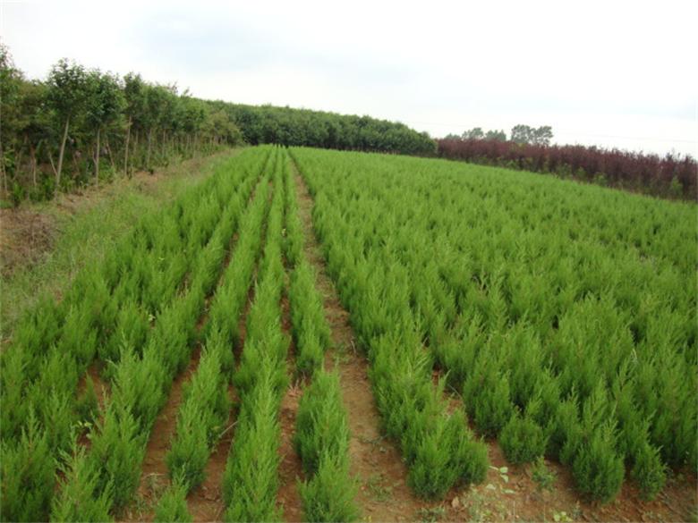 快柏小苗綠化苗蜀快苗植樹節 蜀快