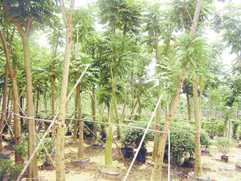 苗鄉掃描--中山:苗木生產緊跟需求走 - 花卉報新聞 - 中國花卉網