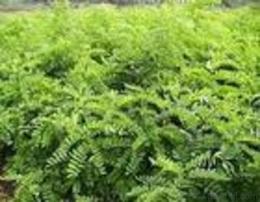 山西青源苗圃 產品中心