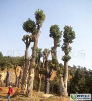 最新0 綠化苗木 喬木 優(yōu)質 樟樹(樹形優(yōu)美)_農副產品_世界工廠網中國產品信息庫