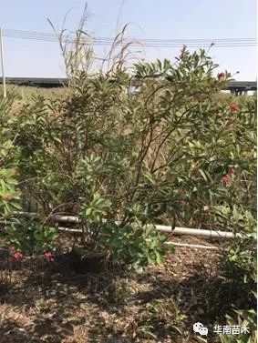 華南苗木灌木品種特惠