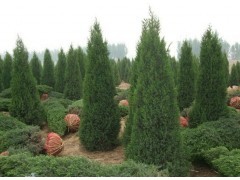 北京儈 快柏 塔儈|喬灌木|綠化苗木|供應(yīng)信息|597苗木網(wǎng)