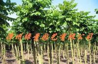 大量0苗木-火焰木價格_大量0苗木-火焰木廠家_世界工廠網(wǎng)產(chǎn)品信息庫